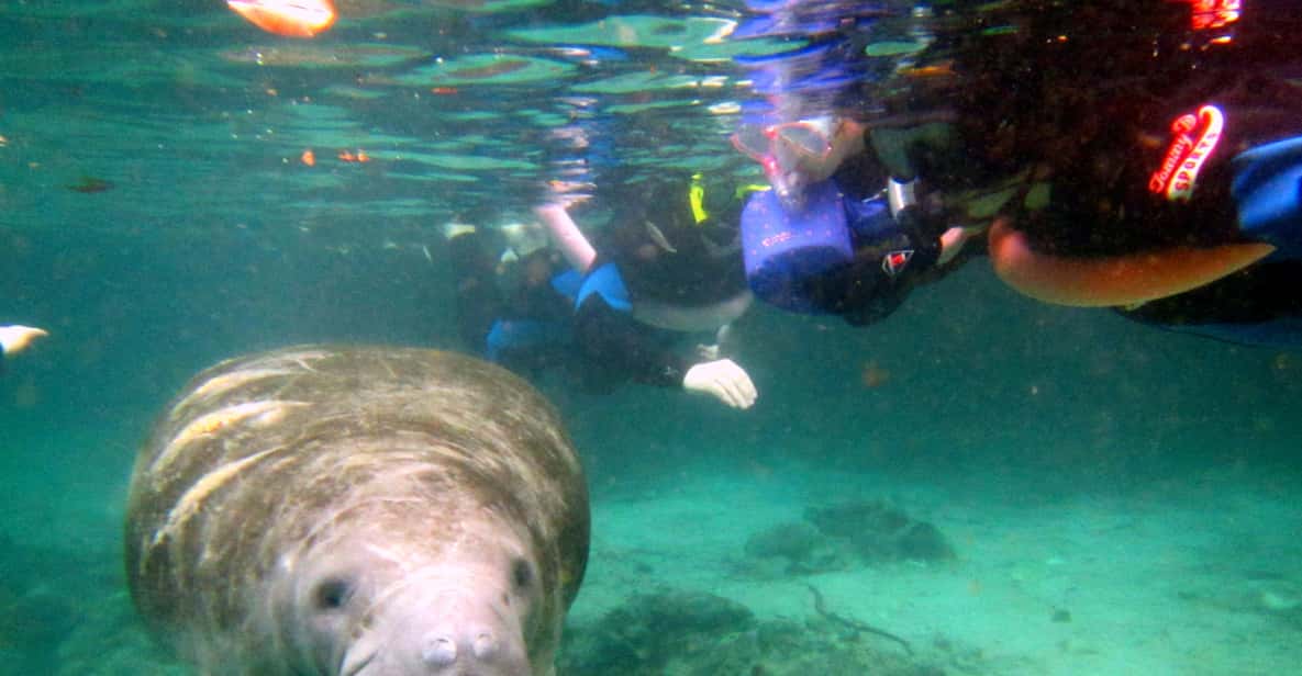 Crystal River, Flórida: natação de 3 horas com peixes-boi