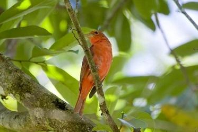 Z San Jose: całodniowa wycieczka z obserwacją ptaków po KostaryceCałodniowe obserwowanie ptaków – tylko wycieczka
