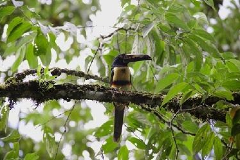 From San Jose: Full-Day Costa Rica Birdwatching Tour Full-Day Birdwatching - Tour Only