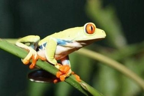 De San José : Exploration de la nature au Costa Rica de 2 heures