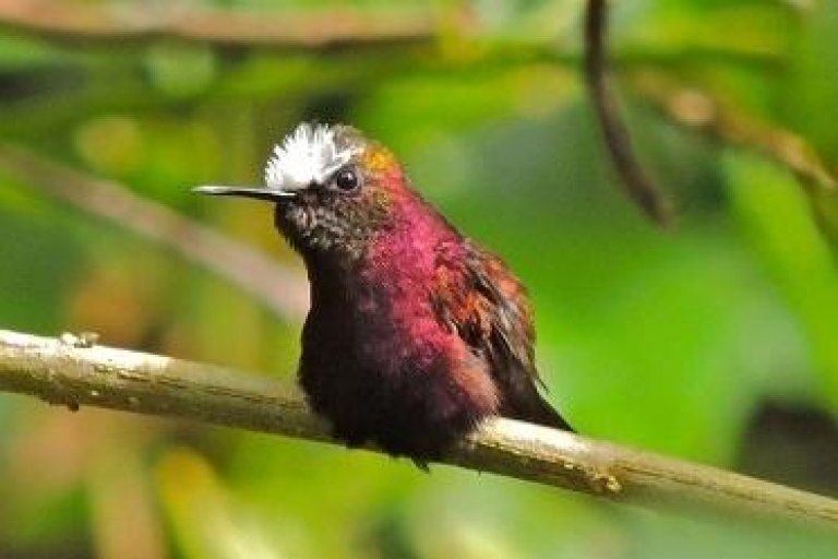 De San José : Exploration de la nature au Costa Rica de 2 heures