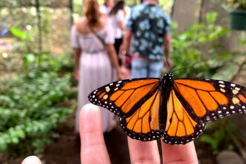 Zanzibar: Salaam Cave,Butterfly Center & Mtende beach Tour with Hotel Pick up and Drop off Anywhere in Zanzibar