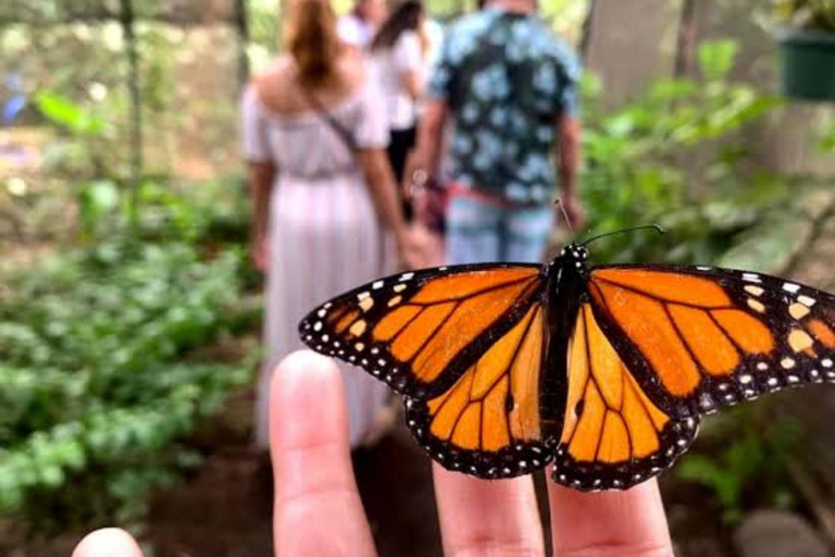 Zanzibar: Salaam Cave,Butterfly Center & Mtende beach Tour with Hotel Pick up and Drop off Anywhere in Zanzibar