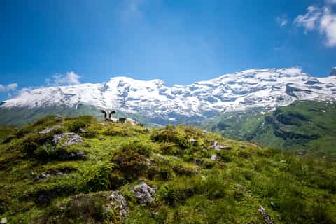 Mount Titlis: Admission Ticket
