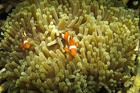 Lombok: Gili Meno Turtle Snorkeling Trip with Photos