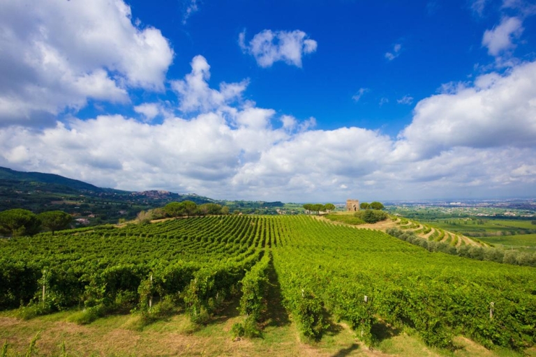 Vanuit Rome: 3 uur durende privé-wijnverkenning in Frascati