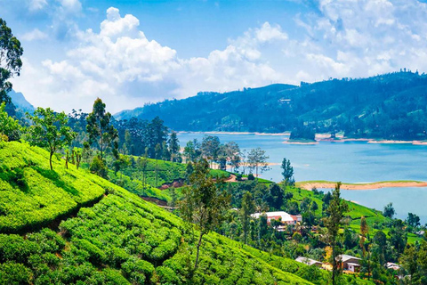 Nuwara Eliya to Kandy: Transfer with Waterfall & Tea Tour