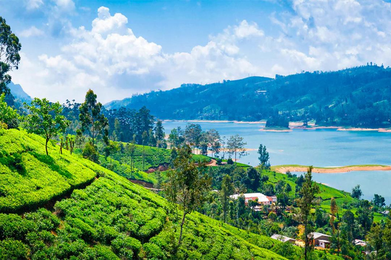 Nuwara Eliya to Kandy: Transfer with Waterfall & Tea Tour