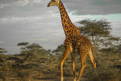 Makuyuni 野生动物园：亲密步行观光和游猎