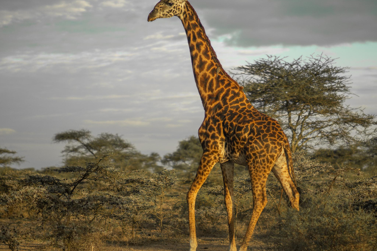 Makuyuni 野生动物园：亲密步行观光和游猎