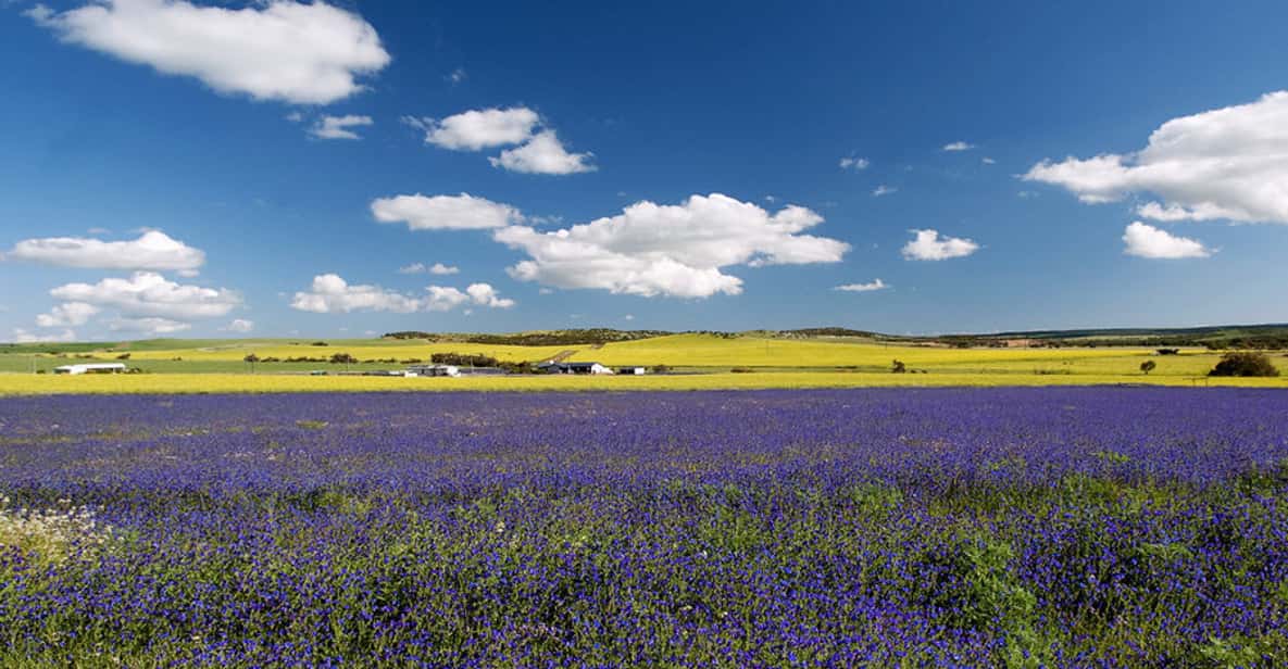 Perth's Best Wildflower Tour GetYourGuide