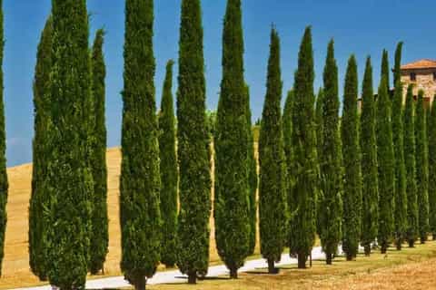 From Rome: Private Day-Tour of Tuscany