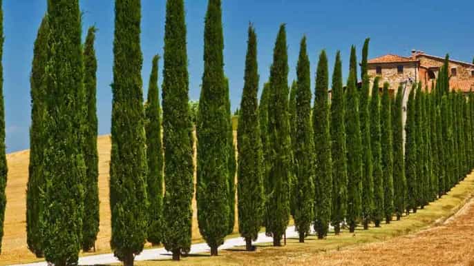 from rome private daytour of tuscany