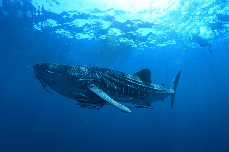 From Cancún: Swim with Whale Sharks Experience