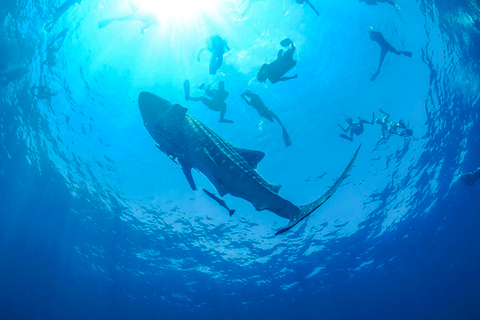 From Cancún: Swim with Whale Sharks Experience