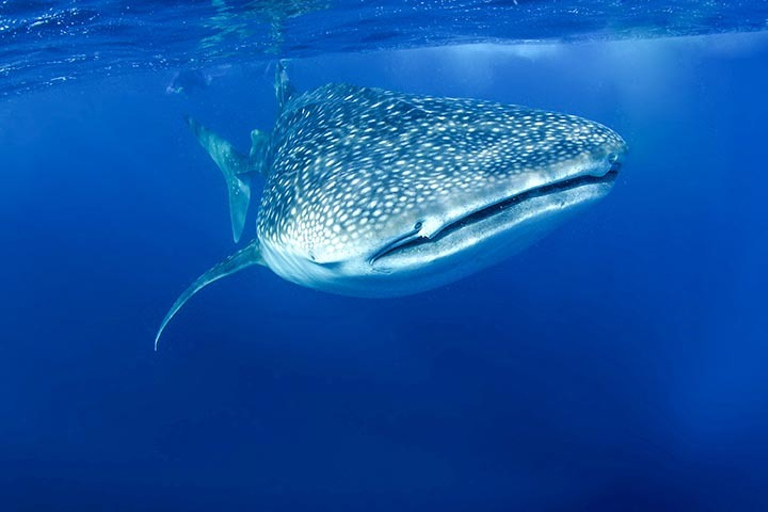 From Cancún: Swim with Whale Sharks Experience