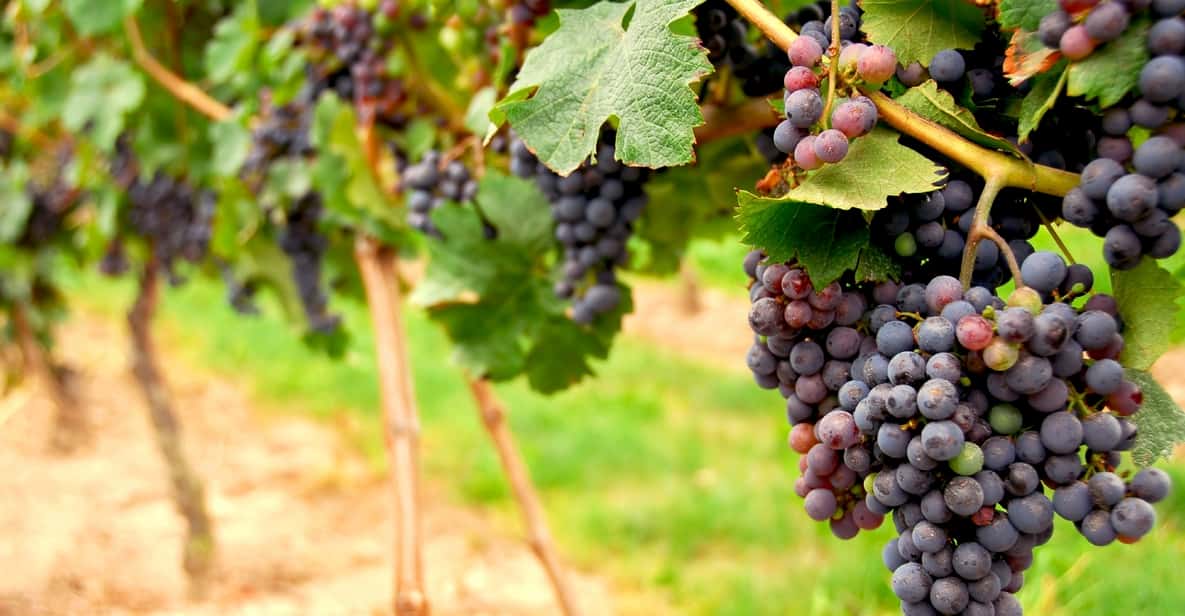 From San Francisco: Napa & Sonoma Valley Full-Day Wine Trip