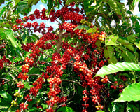 Jardin Coffee Lovers Private Tour - Housity