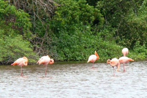 Discover Santa Cruz, Galapagos: Garrapatero and El Trapiche Experience Discover Santa Cruz, Galapagos: El Garrapatero and El Trapiche Experience