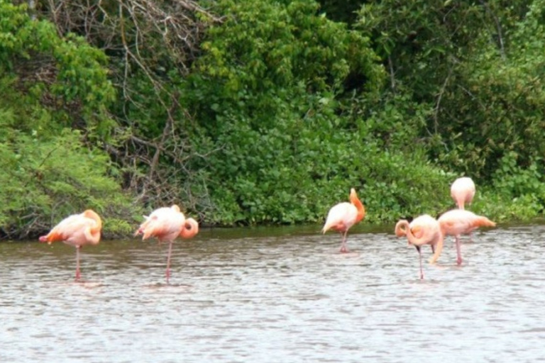 Discover Santa Cruz, Galapagos: Garrapatero and El Trapiche Experience Discover Santa Cruz, Galapagos: El Garrapatero and El Trapiche Experience