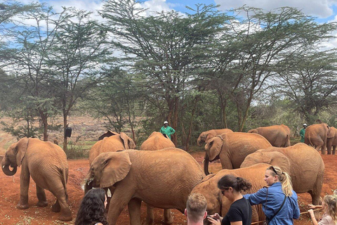 Excursão ao Parque Nacional de Nairobi, Bebê Elefante e Girafa