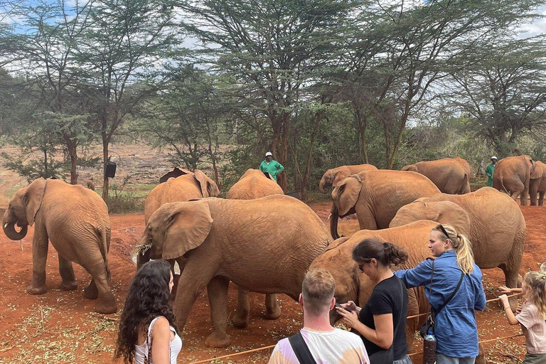 Excursão ao Parque Nacional de Nairobi, Bebê Elefante e Girafa