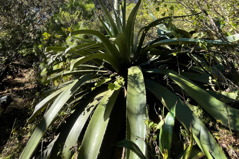 Oaxaca: Hiking in the Sierra Norte Forest