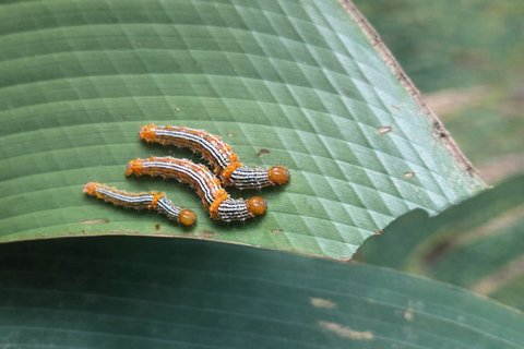 Monteverde: Roots of the Future Walk at Finca Lantana