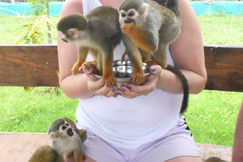 普拉塔港：从泰诺湾/安伯湾出发的猴子之旅和城市之旅普拉塔港：塔伊诺湾/安伯湾的猴子之旅和城市之旅