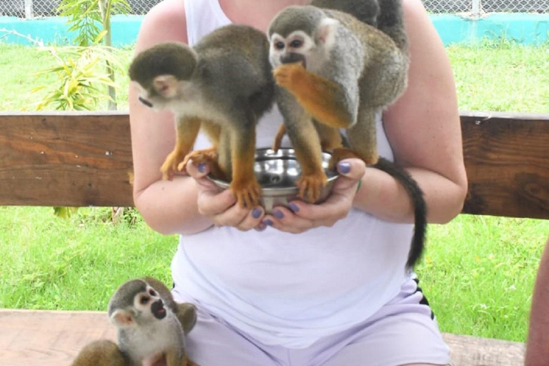 普拉塔港：从泰诺湾/安伯湾出发的猴子之旅和城市之旅普拉塔港：塔伊诺湾/安伯湾的猴子之旅和城市之旅