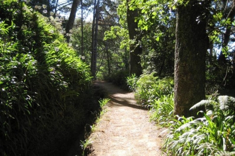 Madeira: Paradise Valley Levada Walk Madeira: Private Paradise Valley Levada Walk