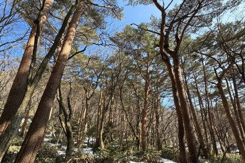Randonnée au Hallasan sur l'île de Jeju, la plus haute montagne de Corée du SudJeju Hallasan ; randonnée pédestre des fleurs de neige avec déjeuner