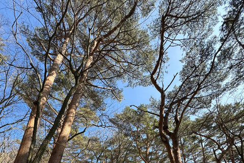 Wandeling Hallasan op het eiland Jeju, de hoogste berg van Zuid-KoreaJeju Hallasan; Sneeuwbloemenwandeltocht met lunch