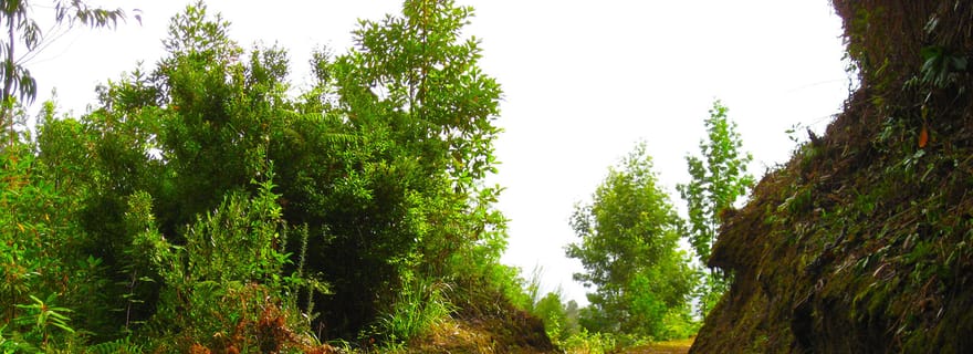 Maroços / Vallée du Mimosa - Promenade de la Levada