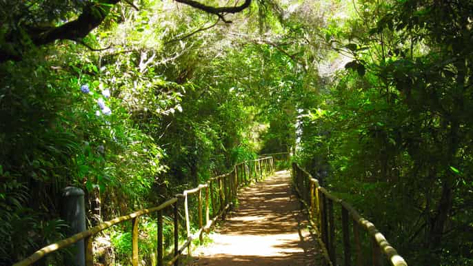 madeira queimadas caldeirão verde and levada walk