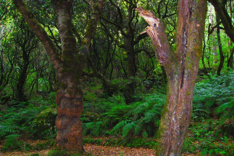 Madeira: Queimadas, Caldeirão Verde en Levada Walk