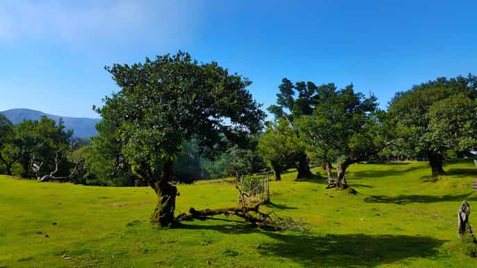 fanal / assobiadores levada walk