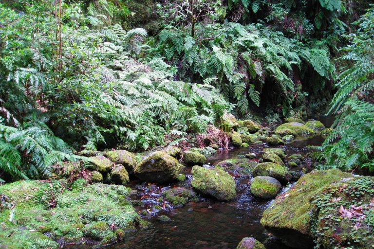 Z Funchal: wędrówka lewadą w dolinie São JorgeZ Funchal: prywatna wędrówka lewadą w dolinie São Jorge