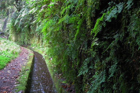 Desde Funchal: senderismo por las levadas de São JorgeFunchal: senderismo privado por las levadas de São Jorge