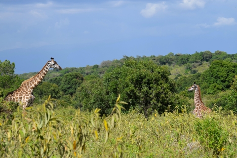 Ganztägige Safari im Arusha-Nationalpark