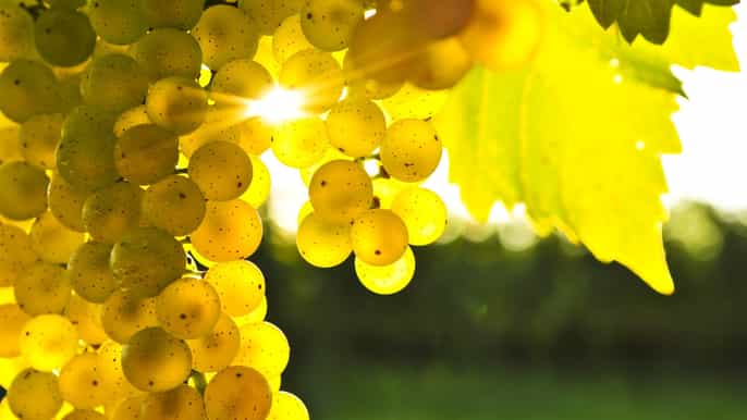 deluxe marlborough wine tour