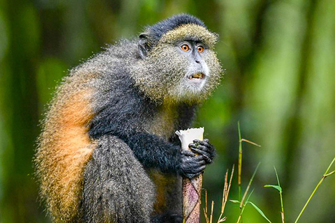 2 Day Rwanda Gorilla and Golden monkey trekking tour