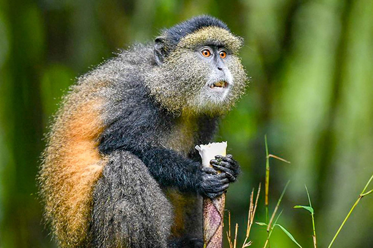 2 Day Rwanda Gorilla and Golden monkey trekking tour