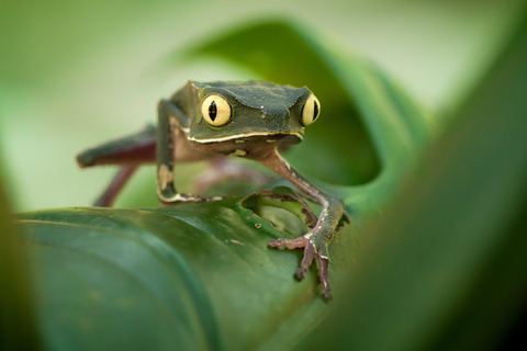 From Puerto Maldonado: 2-Day Tambopata Jungle Tour