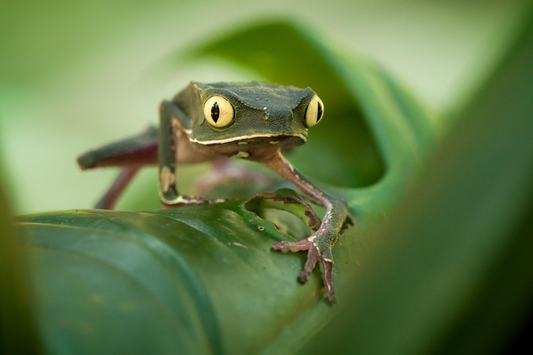 From Puerto Maldonado: 2-Day Tambopata Jungle Tour