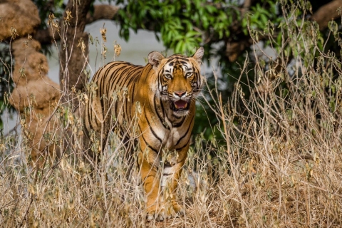 Z Jaipuru: Prywatna jednodniowa wycieczka do Ranthambore z safari tygrysówSafari tygrysów Ranthambore przez Canter