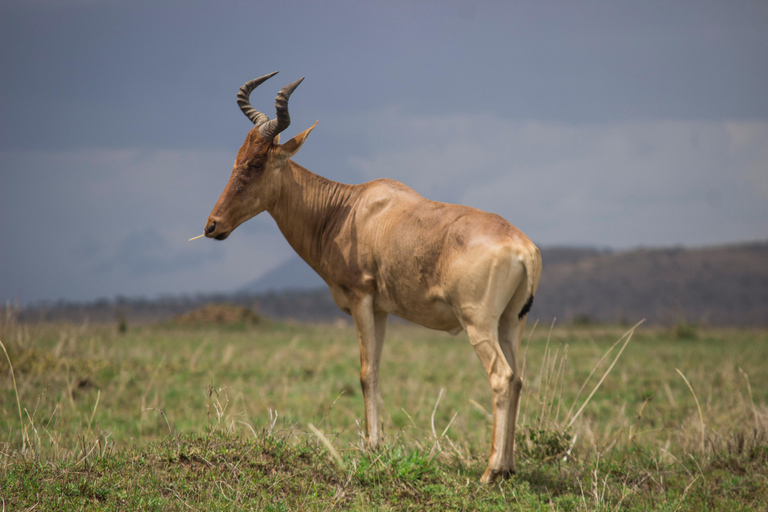 Best Amboseli National Park Safari Day Trip from Moshi