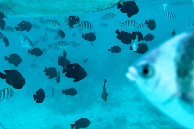 Zanzibar: Mnemba eiland privé dhow cruise met lunch