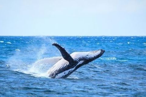 Osservare le balene senza la folla