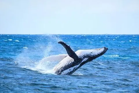 From Mooloolaba: Lux Whale Watching Cruise